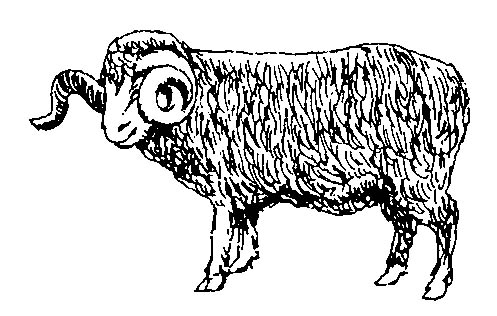 Mouton Mérinos 2