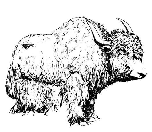 Yak